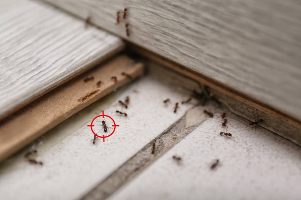 Best Pest Prevention Services  in Quartz Hill, CA