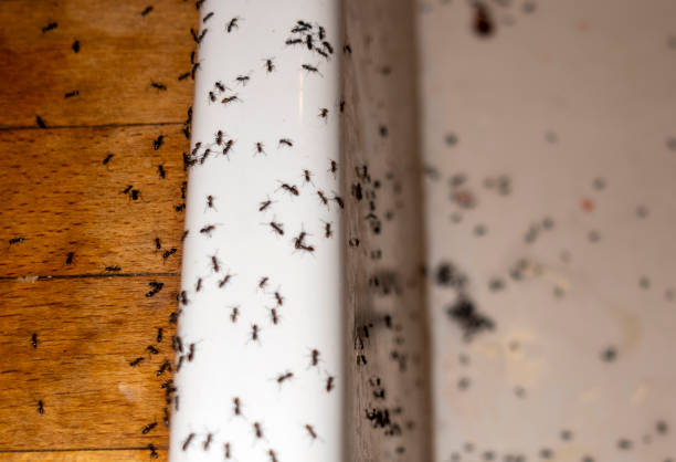 Best Bed Bug Extermination  in Quartz Hill, CA